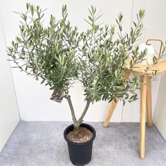 オリーブの木　イタリア製　テラコッタ植木　エルグレコ　H120 4b8118f184dc99aeeabeda7ef2df9e
