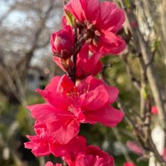 花桃　寒緋桃　赤咲　苗木