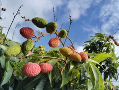 次郎様　専用ライチー苗