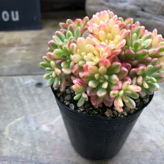 30.【札付き】恋影 錦玉園 命名株 レア 多肉植物 エケベリア 【公式通販】