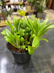 チレコドン ノルティ 2.5号 塊根植物 コーデックス - メルカリ