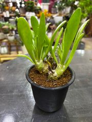 チレコドン ノルティ 2.5号 塊根植物 コーデックス - メルカリ