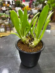 チレコドン　グランディフロルス　レア植物　MIX　3号　塊根植物　観葉植物　インテリア　グリーンのサムネイル