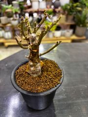 コラロカルプス（品種詳細不明）発根済み現地球 - メルカリ