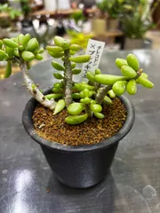 チレコドン　ブレッキアエ　レア植物　MIX　3号　塊根植物　観葉植物　インテリア　グリーンのサムネイル
