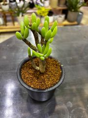 多頭しっかり塊根！ レウコスリクス チレコドン 多肉植物 塊根植物