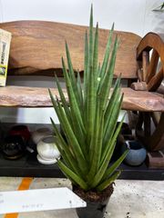 サンスベリア【インディ】（Sansevieria Indey）観葉植物・大型