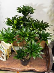 43【ドラセナ・コンパクタ約140cm】大型観葉植物｜西海岸インテリア｜ 43【ドラセナ・コンパクタ約140cm】大型観葉植物｜西海岸インテリア