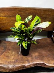 カラテア｜陶器鉢仕立て｜自然光で楽しむインテリアグリーン｜受け皿付き カラテア｜陶器鉢仕立て｜自然光で楽しむインテリアグリーン｜受け皿
