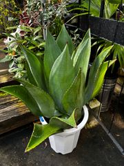 ジェントリージョーズ Agave gentryi 'jaws' 大株 - メルカリ