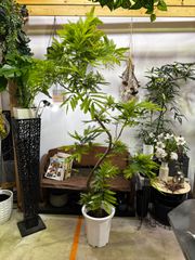エバーフレッシュ 曲がり樹形 人気 大型 美形 観葉植物 カッシーナ