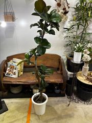 フィカス ジン 曲がり インテリア 観葉植物 斑入り 匿名発送 - メルカリ