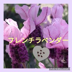 沖縄から♪】ブーゲンビリア(ピンクパープル)♥️ - メルカリ