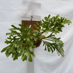 希少 【 現品 】多頭 ザミアプミラ 新葉 メキシコソテツ - メルカリ