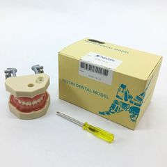 NISSIN Dental Model - メルカリ