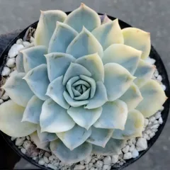 【ジョセリン錦】　多肉植物