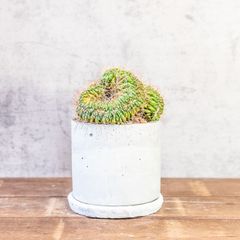 モルタルデコ モルタル造形 リメ缶 リメ鉢 多肉寄せ植え - メルカリ