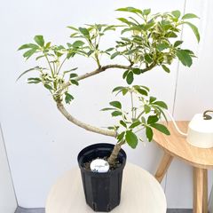 N*T様 斑入りアセビ/ホワイトリム/優良株【現品発送】管理70856 園芸ネット