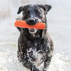 PLATZ ホールスティック 中型犬 大型犬　JOYSER Fetch　スクィーカー　中型　大型犬のサムネイル