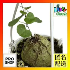塊根植物　亀甲竜(ディオスコレア エレファンティペス) 3号吊り(個体おまかせ1鉢)　インテリアグリーン 室内園芸 おしゃれ 可愛い かわいい(507086)のサムネイル