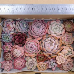 多肉植物　寄せ植え　詰め合わせ　カット苗セット23