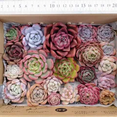 多肉植物　寄せ植え　詰め合わせ　カット苗セット　25