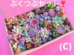 (c)クーポンあり❣️ぷくつぶセット❣️寄せ植えセット　カット苗　ピンク多肉　多肉弁当　美人　エケベリア　セダム　パキフィツム　チーズ　韓国苗入り