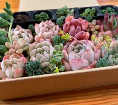 Mi　セル苗210個セット多肉植物　エケベリア　詰め合わせ　寄せ植えに!! 多肉植物 多肉植物詰め合わせセット 寄せ植えセット 韓国苗エケベリア