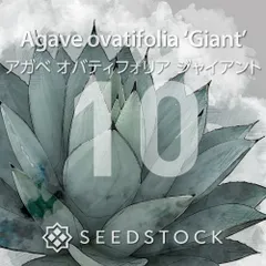 [種子] アガベ オバティフォリア ジャイアント 10粒｜SEEDSTOCKのサムネイル
