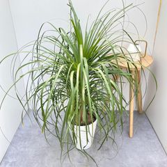 現品】チランジア・ストラミネア クランプ（2） - メルカリ