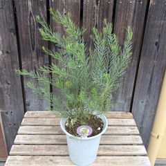 大株！花芽付き 花苗 セルリア ブラッシングブライド スパーブ