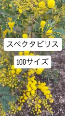 100サイズ　スペクタビリス　アカシア　ミモザ