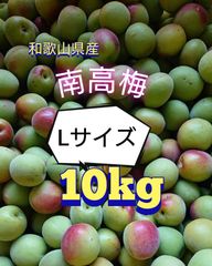 紀州みなべの南高梅 3L 10kg JAわかやま 秀 - メルカリ