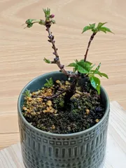 桜&盆栽