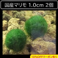 国産マリモ 約1cm 2個 癒しのマリモ無農薬 - メルカリ
