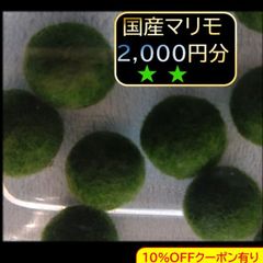 天然苔 上質 ホソバオキナゴケ 3分の2トレー - メルカリ