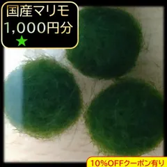 【国産まりも1,000円分】水草 インテリア  観葉植物のサムネイル