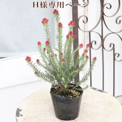 H様専用ページ 花苗 ライスフラワー キャンディーレッド 3号×２苗