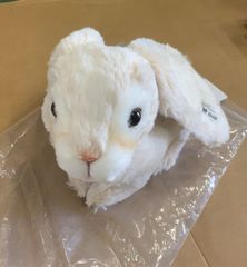 シュタイフ ラウシャー うさぎ - メルカリ