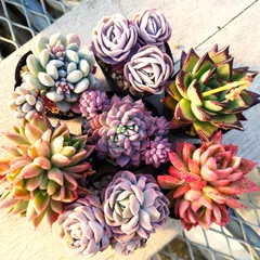 多肉植物 エケベリア  7種セット ef1 抜き苗