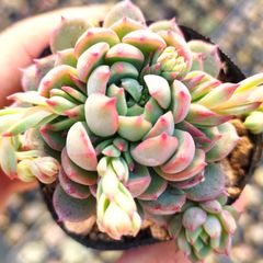 赤葉日高ミセバヤ 抜き苗 多肉植物 - メルカリ