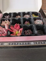 040406多肉植物のカット株★12株セット