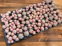 【限定セール】　ベリー　鮮やかな72苗セット　土と根付き　多肉植物　エケベリア　セダム　韓国苗　詰め合わせ　寄せ植え　AS1615