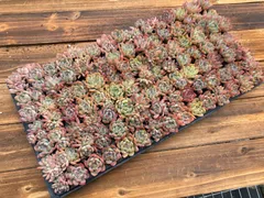 【限定セール】　オールスター　鮮やかな105苗セット　土と根付き　多肉植物　エケベリア　セダム　韓国苗　詰め合わせ　寄せ植え　AS1600