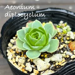 多肉植物 アエオニウム カロフル ランターンズ④ 抜き苗 - メルカリ
