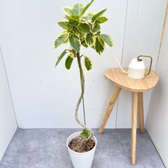 美樹形】フィカス アルテシマ 沖縄産 極太 曲がり 一点物 calm cafe