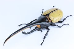 ネプチューンオオカブト 壁掛け標本 - メルカリ