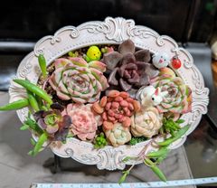 多肉植物寄せ植え ハンギング そのまま飾れる多肉植物 そのまま飾れる