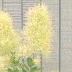 SW9スモークツリー マロンホワイト 白花 接木大苗 6号鉢 高さ80cm 現品