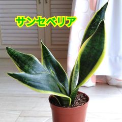 300円スタート】リップルエフェクト 鉢ごとメルカリ便発送 - メルカリ